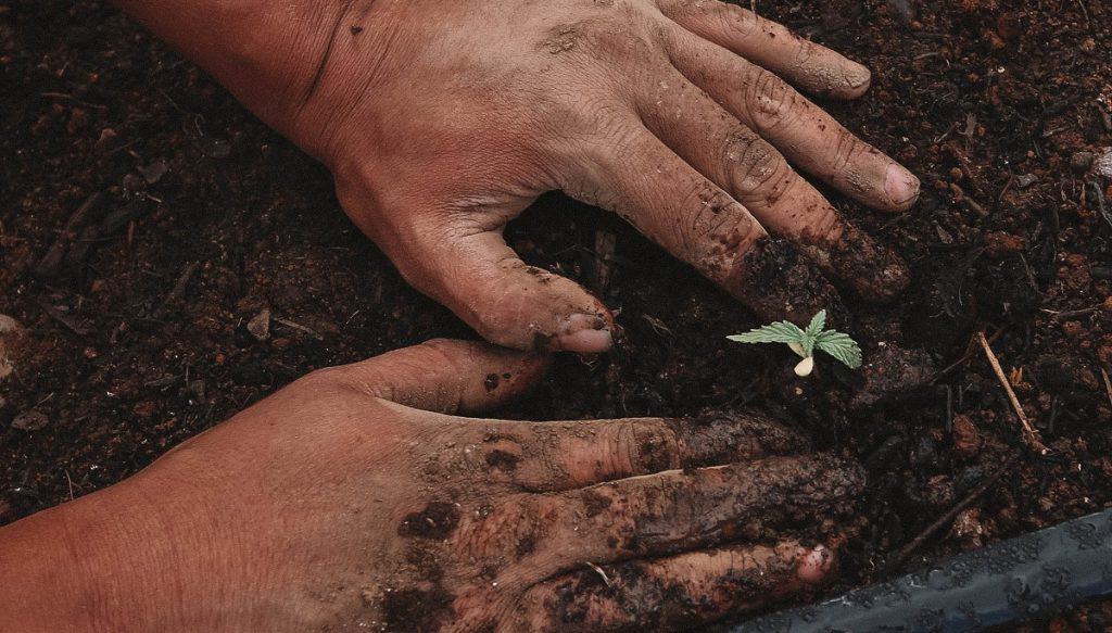 planting-hemp-plant-1024×583
